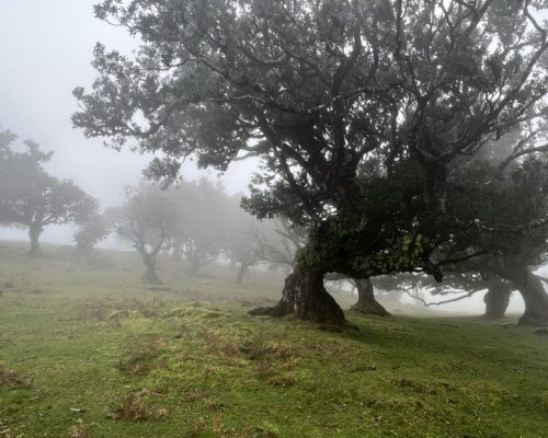 Fanal Forest, Madeira - en del af UNESCO World Heritage Sites