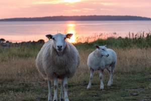 Nogle gange møder vi fårene ved kysten